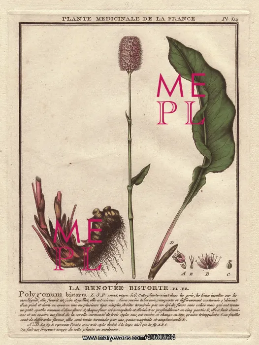 : Bistort, Persicaria bistorta : Bistort, Persicaria bistorta