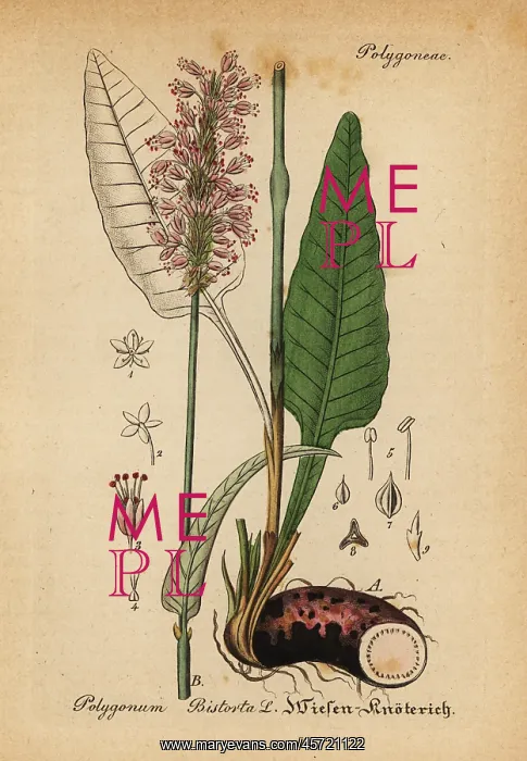 : Bistort, Persicaria bistorta : Bistort, Persicaria bistorta