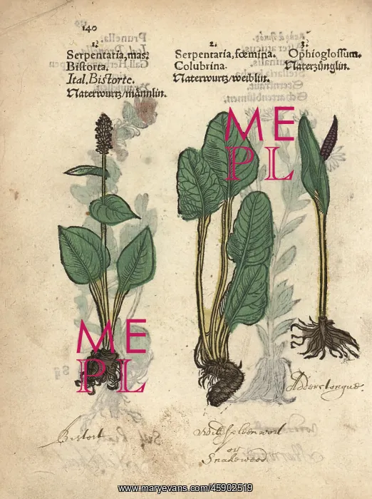 : Bistort, Polygonum bistorta, and adderstongue : Bistort, Polygonum bistorta, and adderstongue
