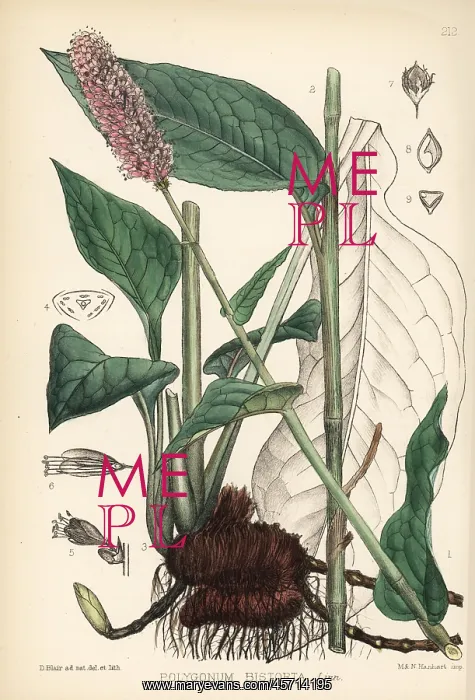 : Bistort or snakeweed, Polygonum bistorta : Bistort or snakeweed, Polygonum bistorta