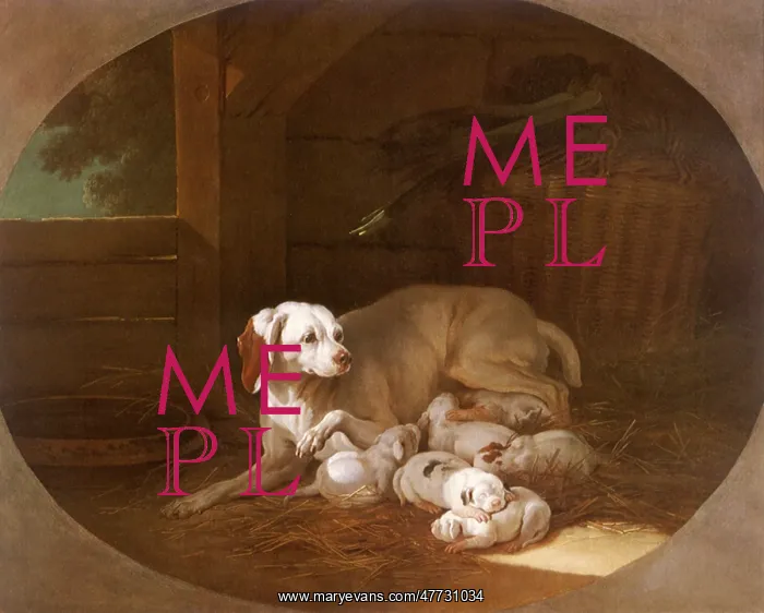  : Bitch Hound Nursing her Puppies