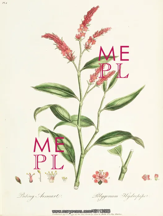 : Biting Arsmart, Polygonum hydropiper : Biting Arsmart, Polygonum hydropiper