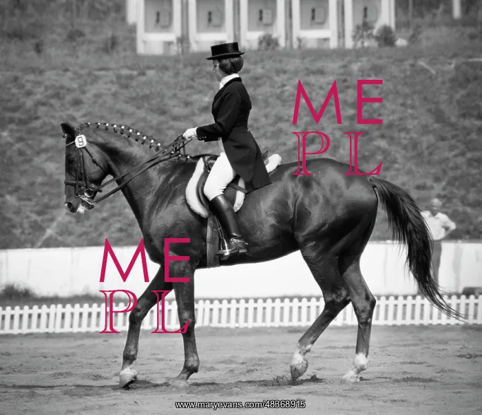 : Bitsa equestrian centre : Bitsa equestrian centre