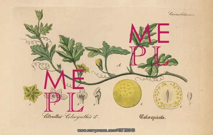 : Bitter apple, Citrullus colocynthis : Bitter apple, Citrullus colocynthis