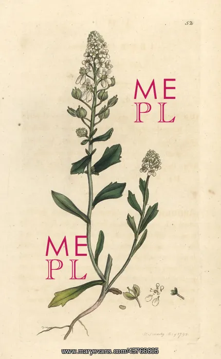 : Bitter candytuft, Iberis amara : Bitter candytuft, Iberis amara