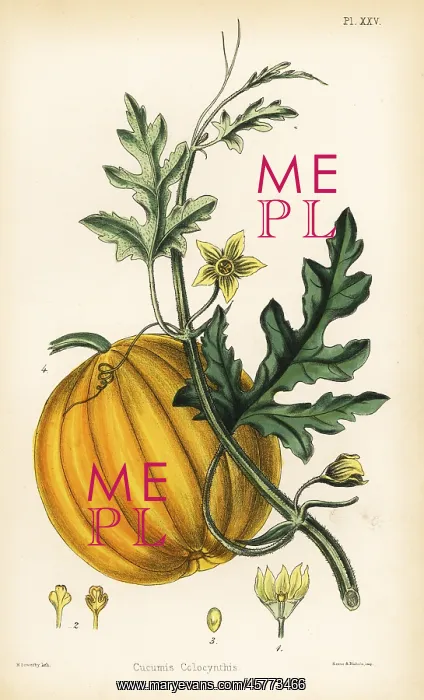 : Bitter cucumber or colocynth, Citrullus colocynthis : Bitter cucumber or colocynth, Citrullus colocynthis