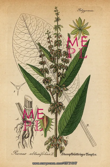 : Bitter dock, Rumex obtusifolius : Bitter dock, Rumex obtusifolius