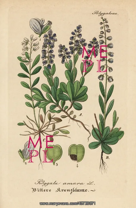 : Bitter milkwort, Polygala amara : Bitter milkwort, Polygala amara
