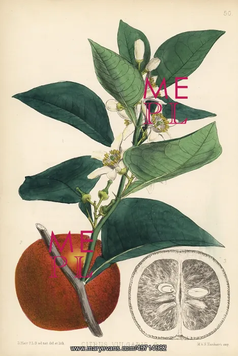  : Bitter orange, Citrus aurantium