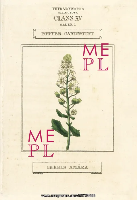 : Bitter or rocket candytuft, Iberis amara : Bitter or rocket candytuft, Iberis amara