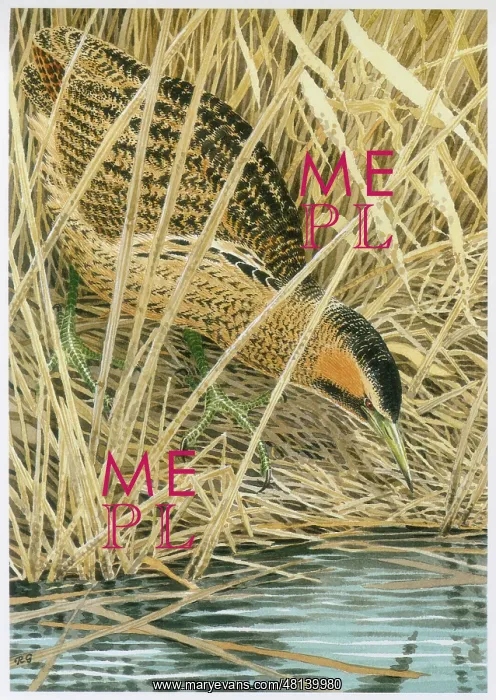  : Bittern
