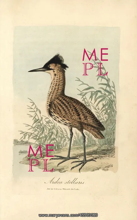 : Bittern, Ardea stellaris, Botaurus stellaris : Bittern, Ardea stellaris, Botaurus stellaris