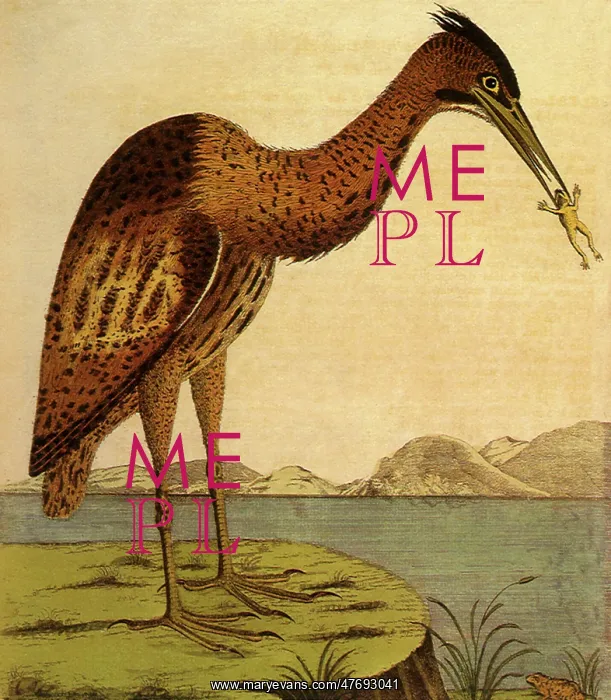 : Bittern, Botaurus stellaris