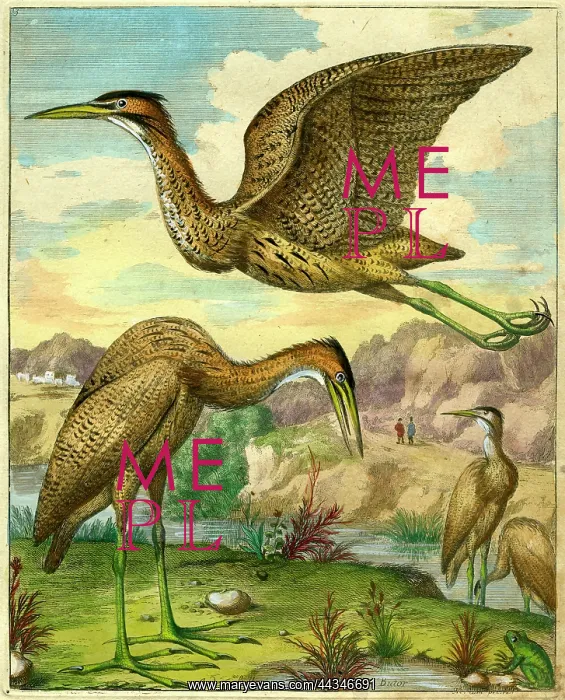  : Bittern - Butor