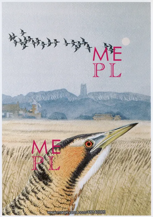  : Bittern on Cley-next-the-Sea Marsh