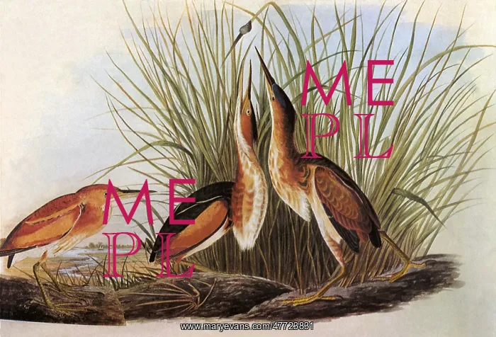  : Least Bittern, Ixobrychus exilis