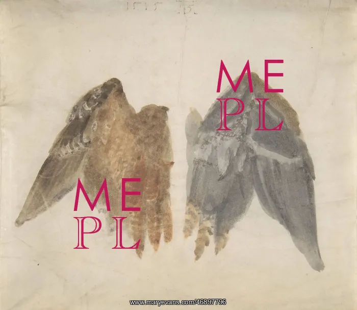 : Bittern's Wings: study showing both sides, 1515 : Bittern's Wings: study showing both sides, 1515
