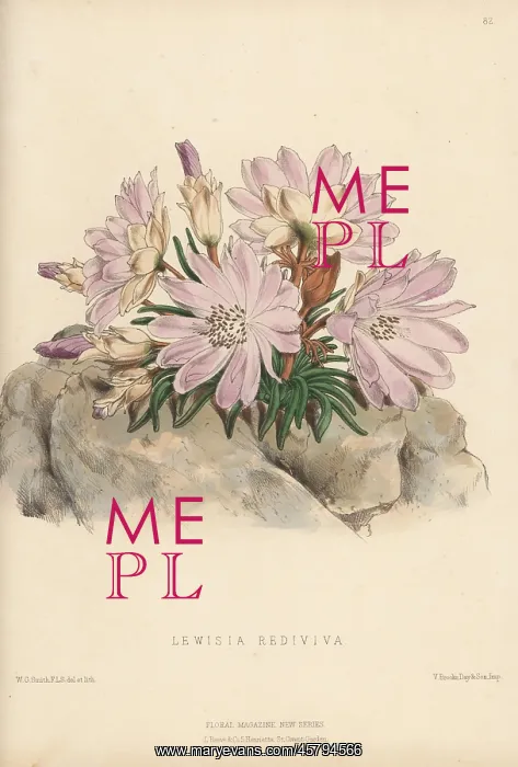 : Bitterroot, Lewisia rediviva : Bitterroot, Lewisia rediviva