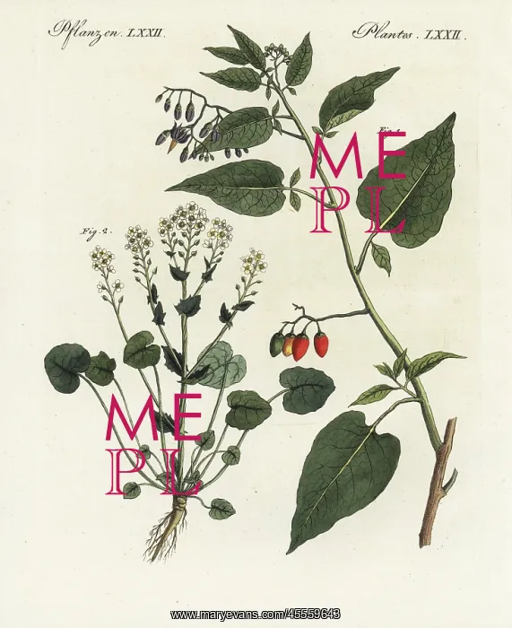 : Bittersweet nightshade and scurvygrass : Bittersweet nightshade and scurvygrass