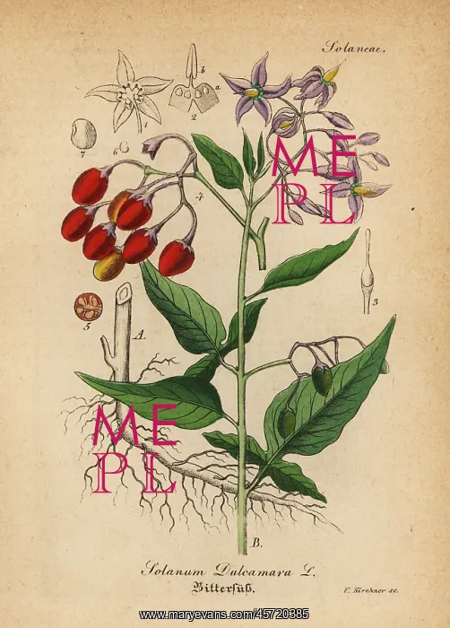 : Bittersweet nightshade, Solanum dulcamara : Bittersweet nightshade, Solanum dulcamara