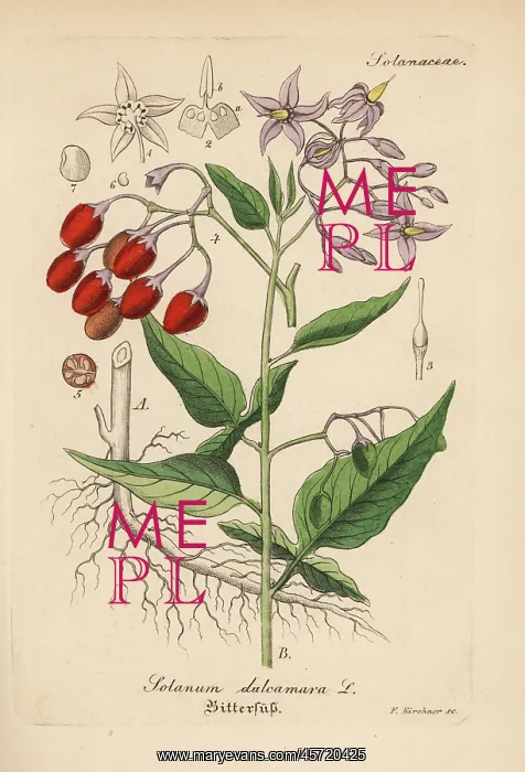 : Bittersweet nightshade, Solanum dulcamara : Bittersweet nightshade, Solanum dulcamara