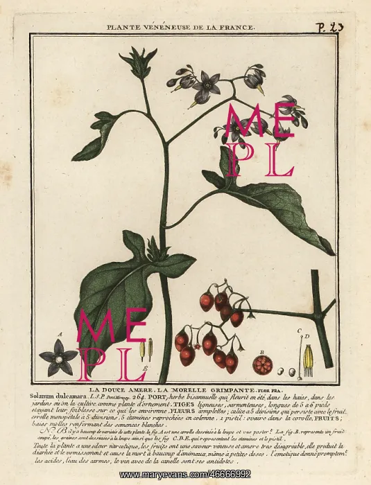 : Bittersweet nightshade, Solanum dulcamara : Bittersweet nightshade, Solanum dulcamara