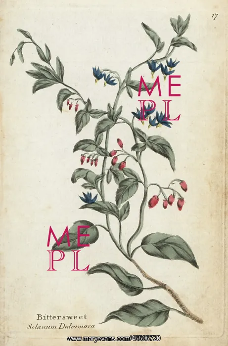 : Bittersweet, Solanum dulcamara : Bittersweet, Solanum dulcamara