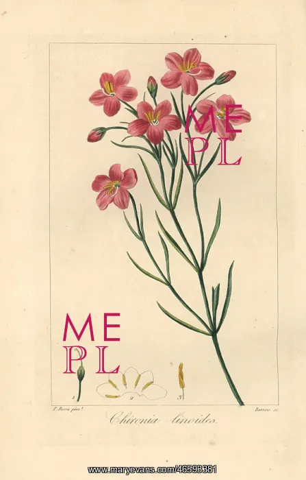 : Bitterwortel or bitter root, Chironia linoides : Bitterwortel or bitter root, Chironia linoides