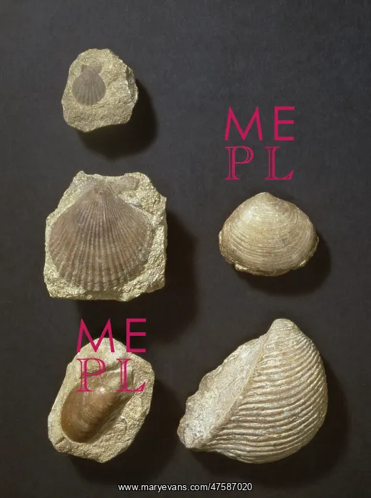 : Five bivalve fossils : Five bivalve fossils
