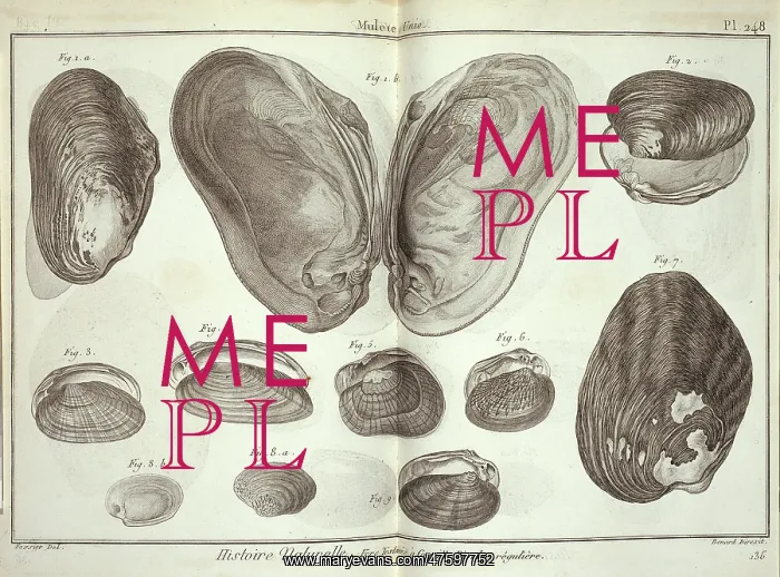 : Bivalve mollusc : Bivalve mollusc