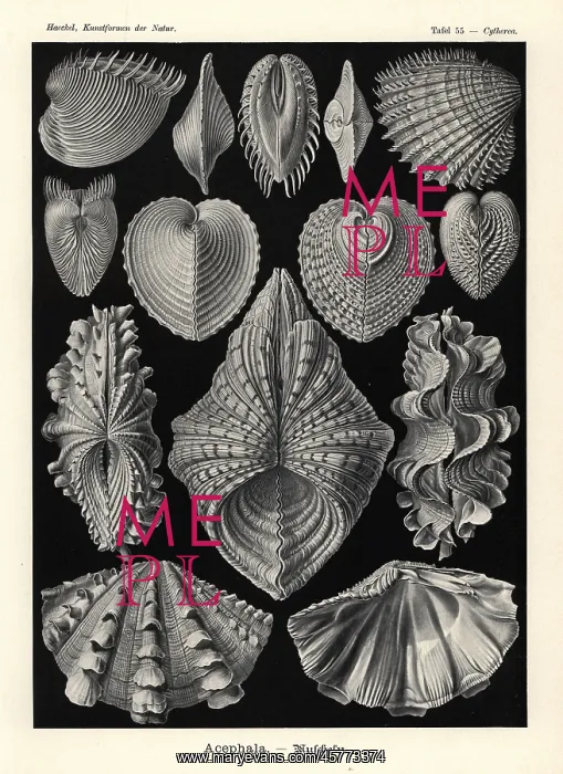 : Bivalvia clam shells : Bivalvia clam shells
