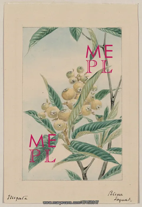 : Biwa loquat : Biwa loquat