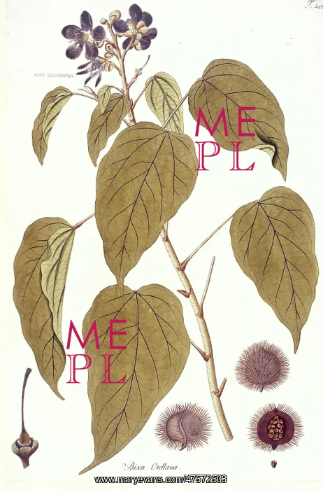 : Bixa orellana, lipstick tree : Bixa orellana, lipstick tree
