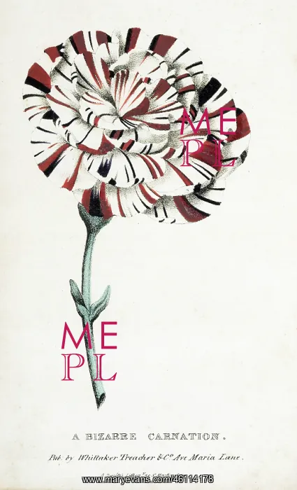 : A bizarre carnation : A bizarre carnation