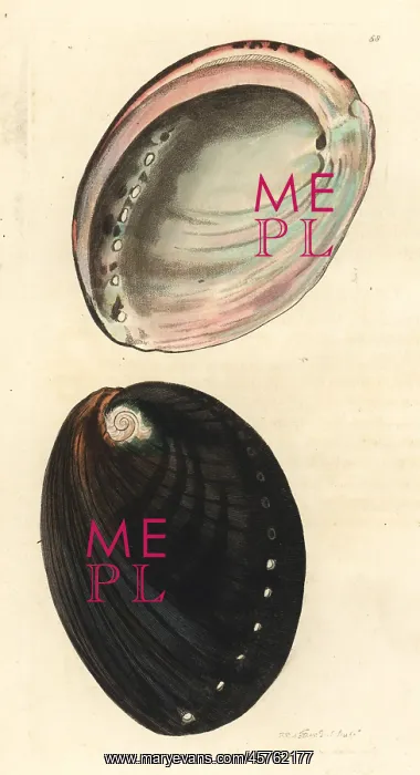 : Black abalone, Haliotis cracherodii. Critically endangered : Black abalone, Haliotis cracherodii. Critically endangered