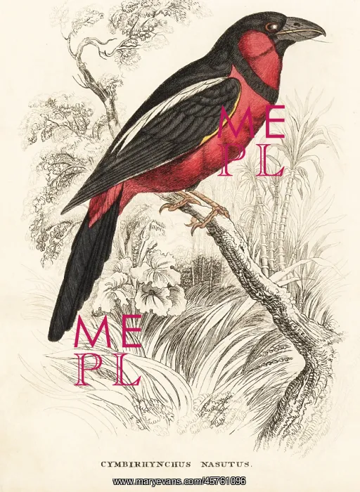 : Black-and-red broadbill, Cymbirhynchus macrorhynchos : Black-and-red broadbill, Cymbirhynchus macrorhynchos