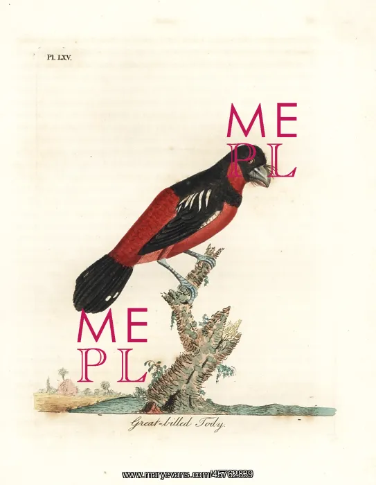: Black-and-red broadbill, Cymbirhynchus macrorhynchos : Black-and-red broadbill, Cymbirhynchus macrorhynchos