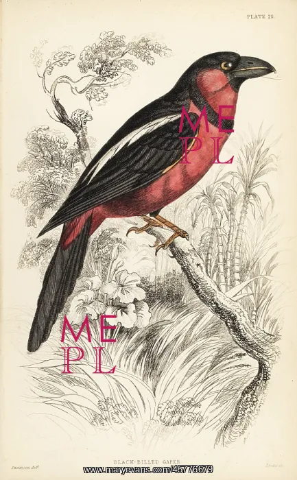 : Black-and-red broadbill, Cymbirhynchus macrorhynchos : Black-and-red broadbill, Cymbirhynchus macrorhynchos