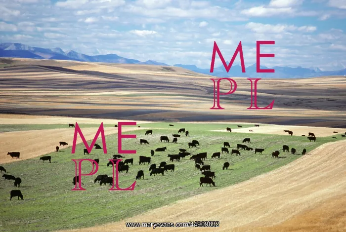  : Black Angus Cattle Montana