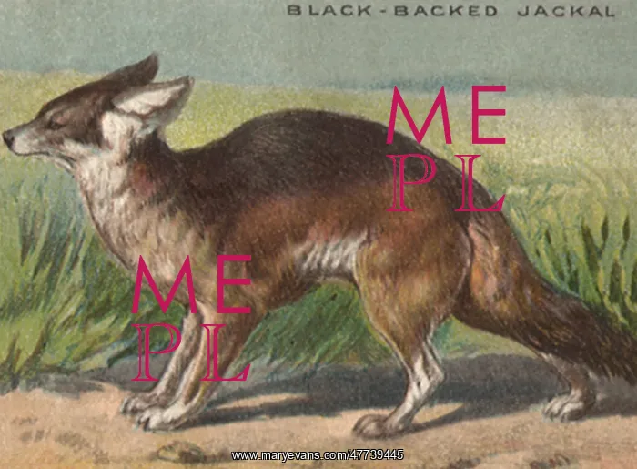  : Black-Backed Jackal