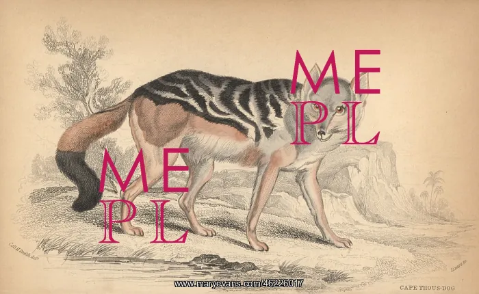  : Black-backed jackal, Canis mesomelas