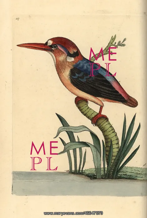 : Black-backed or Oriental dwarf kingfisher, Ceyx erithaca : Black-backed or Oriental dwarf kingfisher, Ceyx erithaca