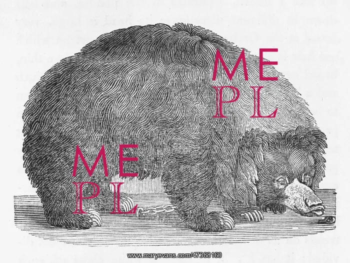 : BLACK BEAR (BEWICK) : BLACK BEAR (BEWICK)