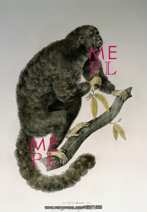 : black bearded saki : black bearded saki