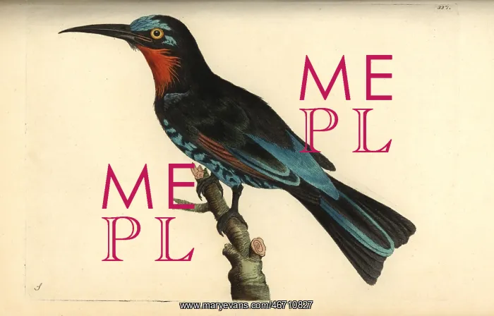 : Black bee-eater, Merops gularis : Black bee-eater, Merops gularis