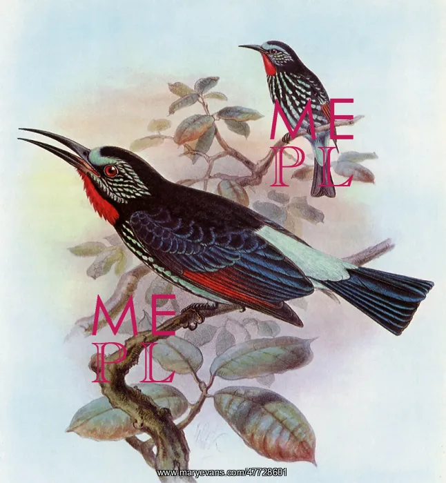  : Black Bee-eater, Merops gularis