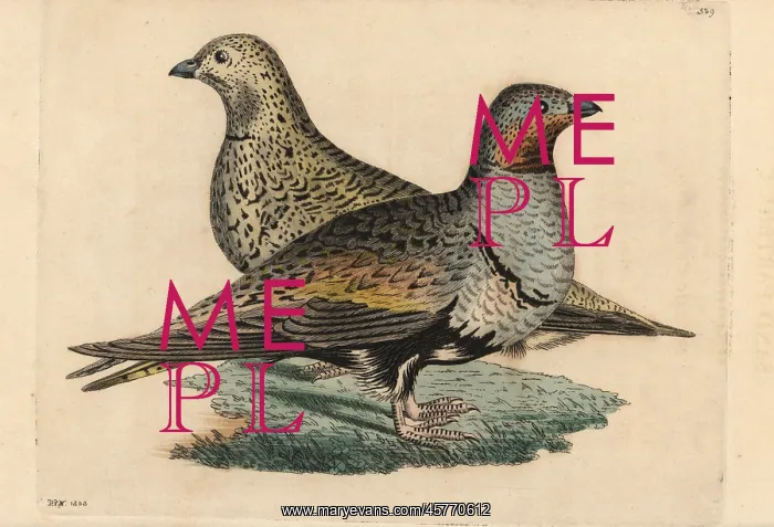 : Black-bellied sand grouse, Pterocles orientalis : Black-bellied sand grouse, Pterocles orientalis