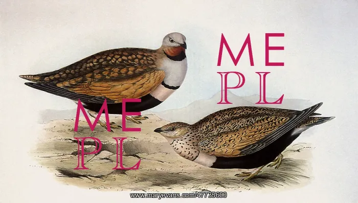 : Black-bellied Sandgrouse, Pterocles orientalis : Black-bellied Sandgrouse, Pterocles orientalis
