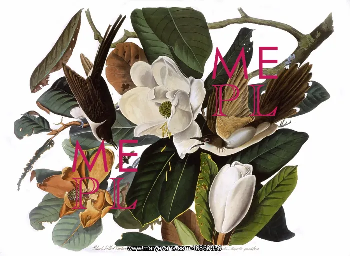: Black-Billed Cuckoo, by John James Audubon : Black-Billed Cuckoo, by John James Audubon