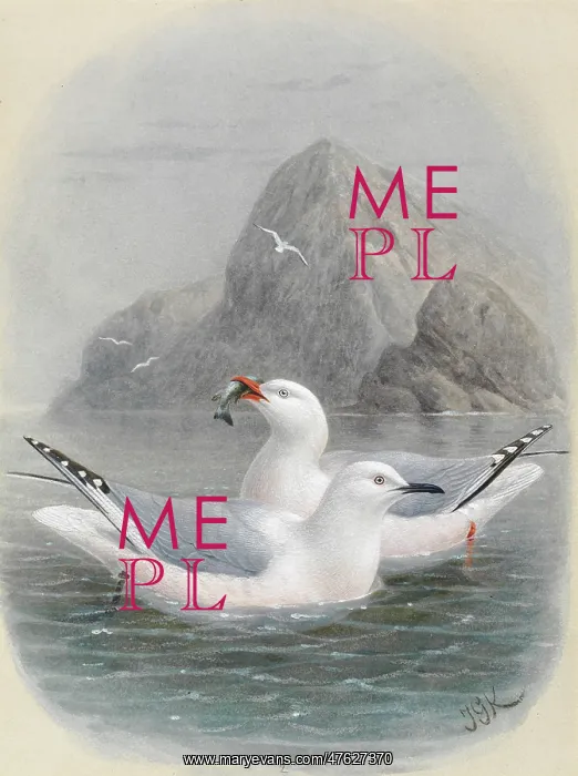 : Black-Billed Gull and Red-Billed Gull : Black-Billed Gull and Red-Billed Gull